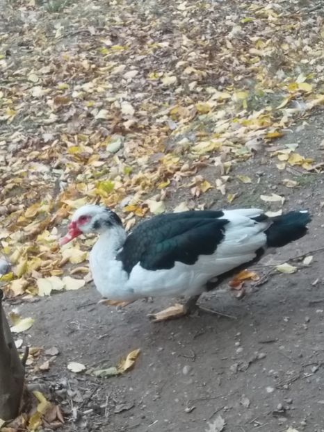  - ratele mele lesesti 2