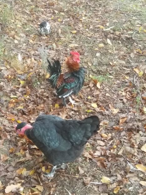  - Găini frezate frizle