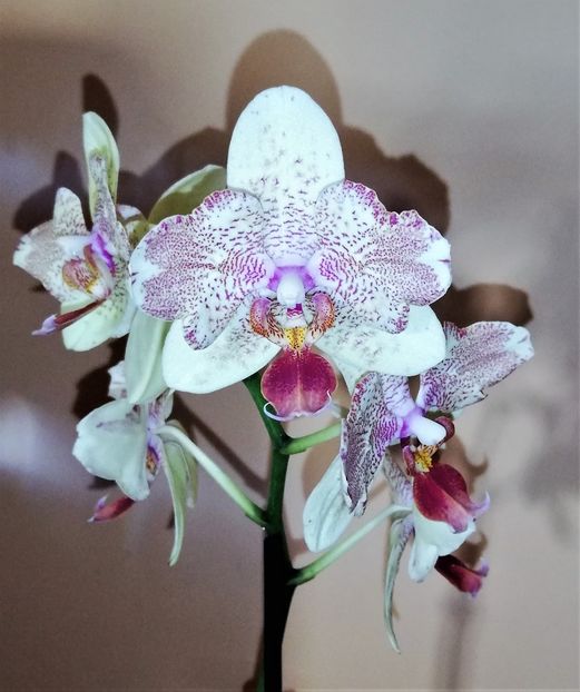  - Phalaenopsis 1