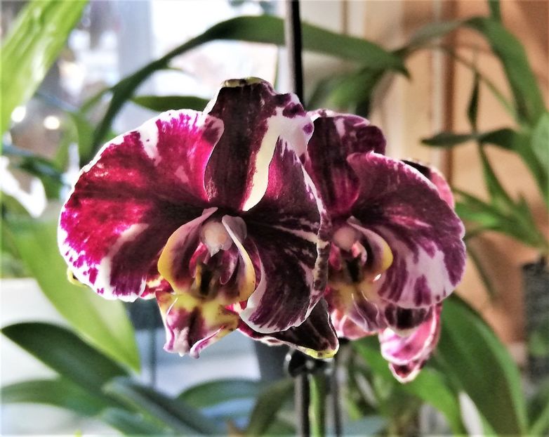  - Phalaenopsis 1