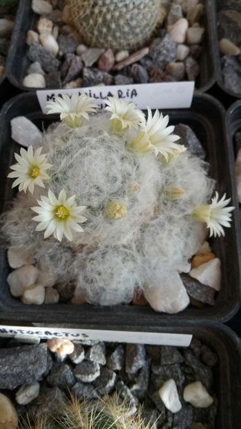 03.11.2018 - Mammillaria plumosa