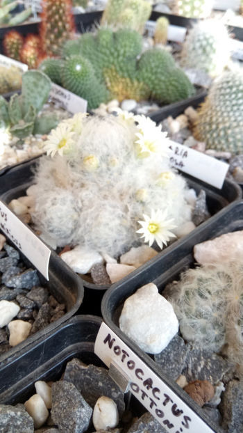 03.11.2018 - Mammillaria plumosa