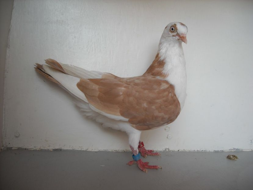  - PORUMBEI CARE MI AU APARTINUT