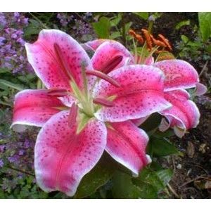 Crin Stargazer - 2 NOUTATI în colecția mea - 2018 -2019