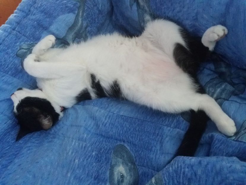  - Duracel octombrie 2018