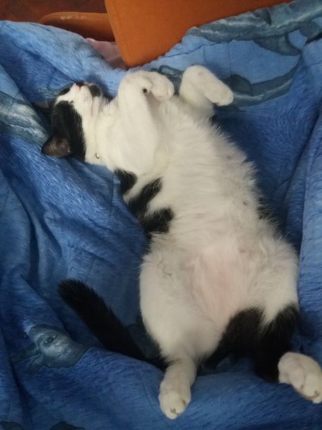  - Duracel octombrie 2018