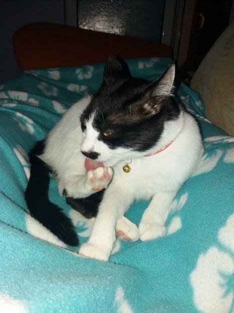  - Duracel octombrie 2018