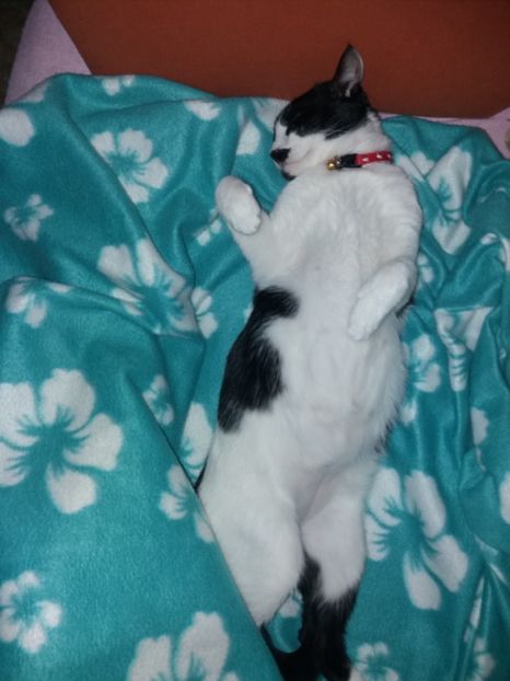  - Duracel octombrie 2018