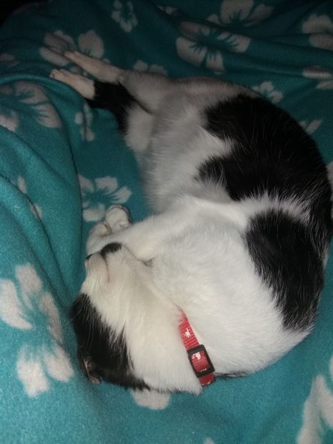  - Duracel octombrie 2018