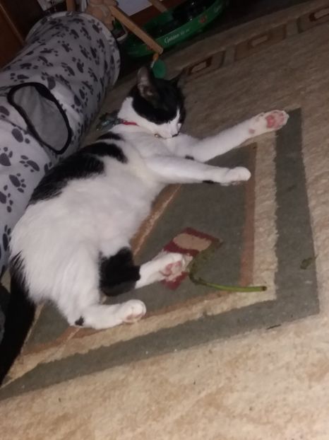  - Duracel noiembrie 2018