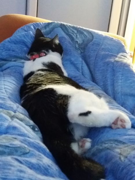  - Duracel noiembrie 2018