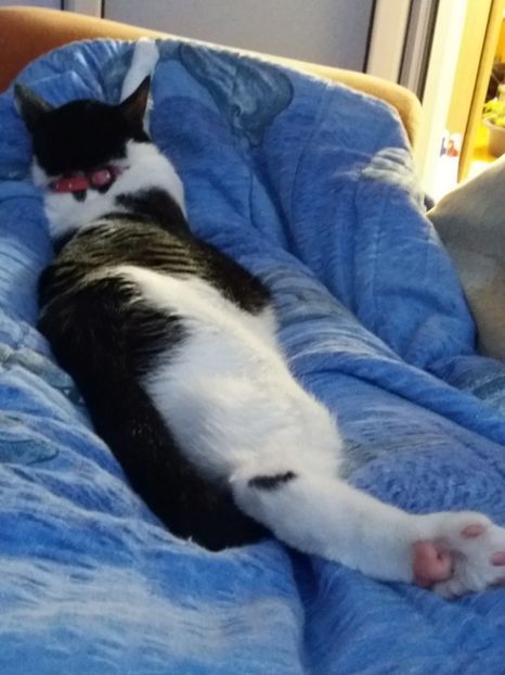  - Duracel noiembrie 2018