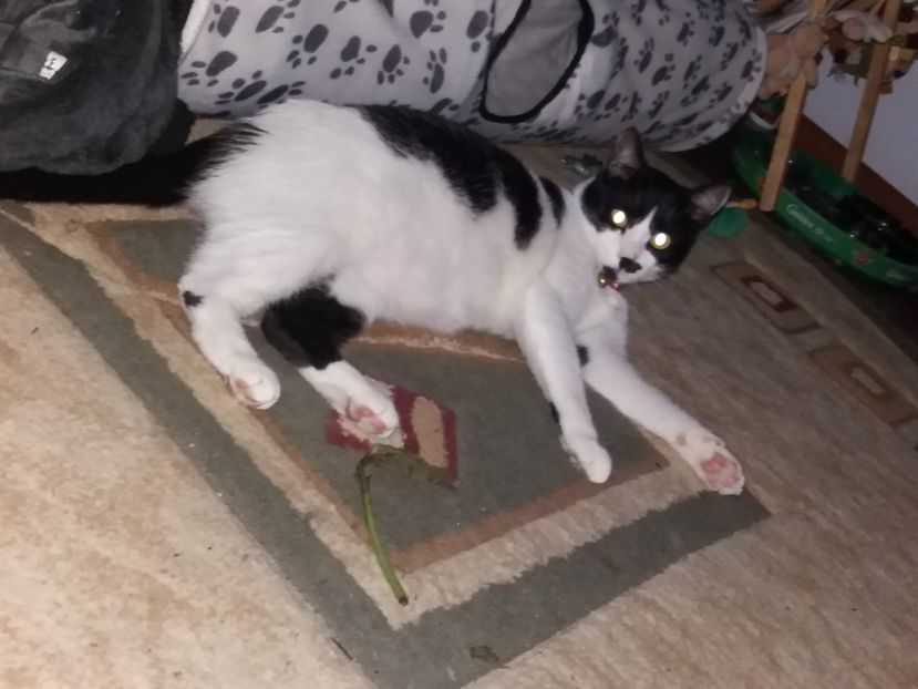  - Duracel noiembrie 2018