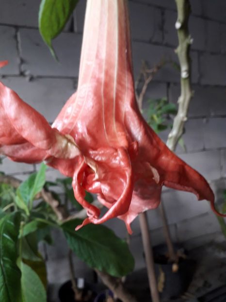  - Mon amour de mareill