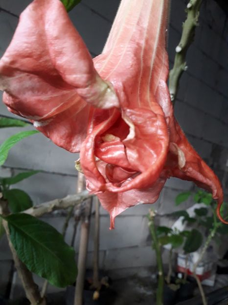  - Mon amour de mareill