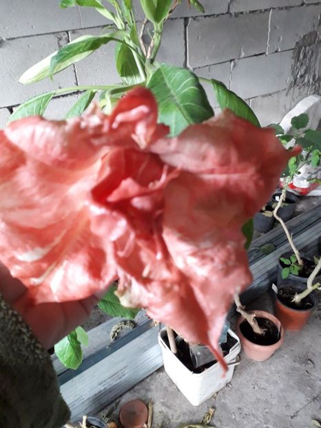  - Mon amour de mareill