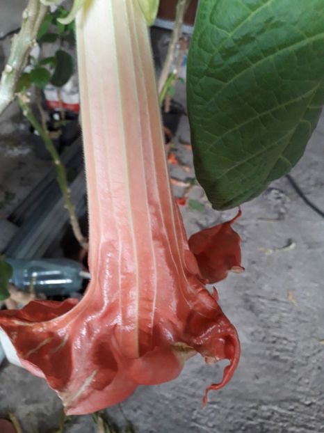  - Mon amour de mareill