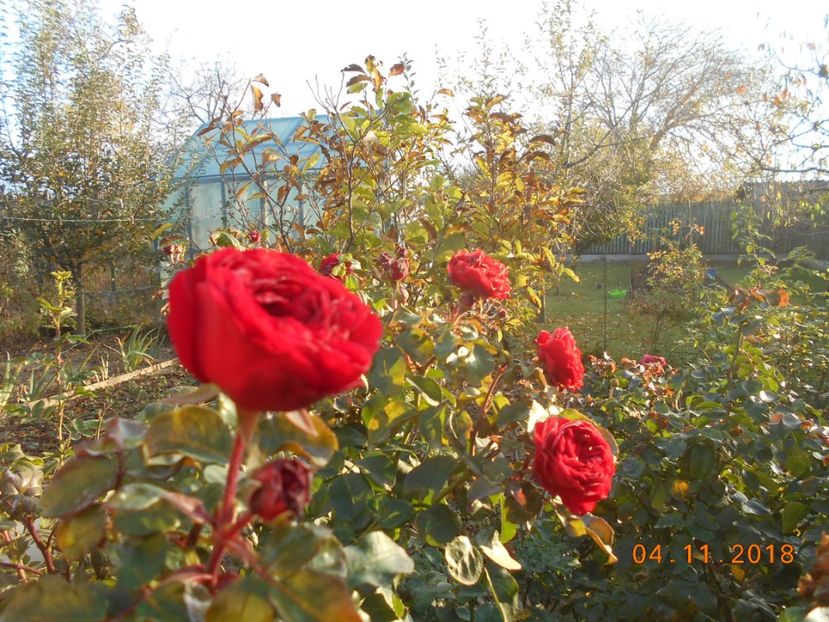  - Red Leonardo Da Vinci