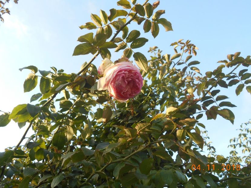 04.11.2018 - Eden Rose