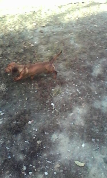  - Noua achizitie teckel