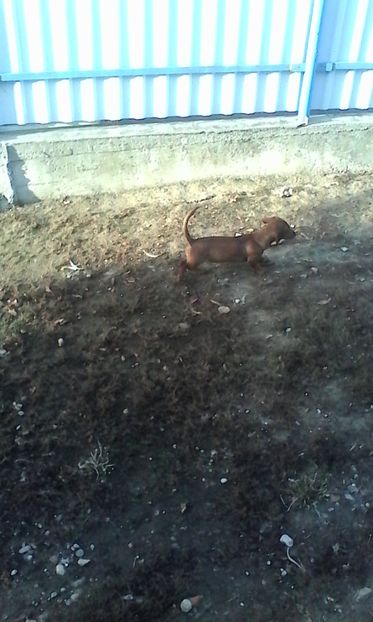  - Noua achizitie teckel