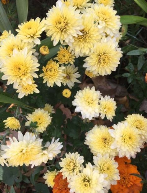 3CF0D0F3-0036-4C09-87DB-EA2E15028E7F - Crizanteme 2018