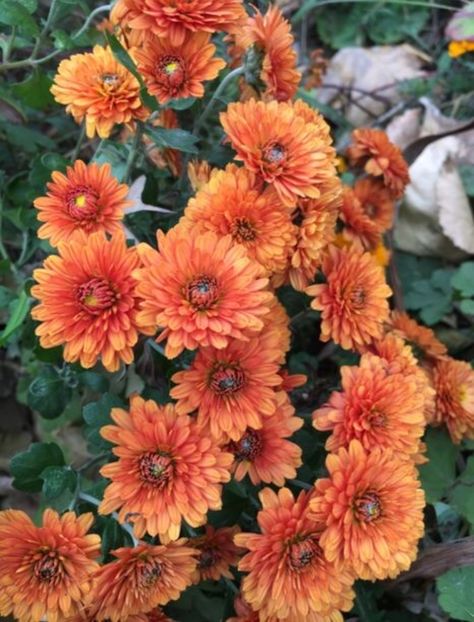 1865DC95-F50F-48C8-BD2F-A666AE709476 - Crizanteme 2018