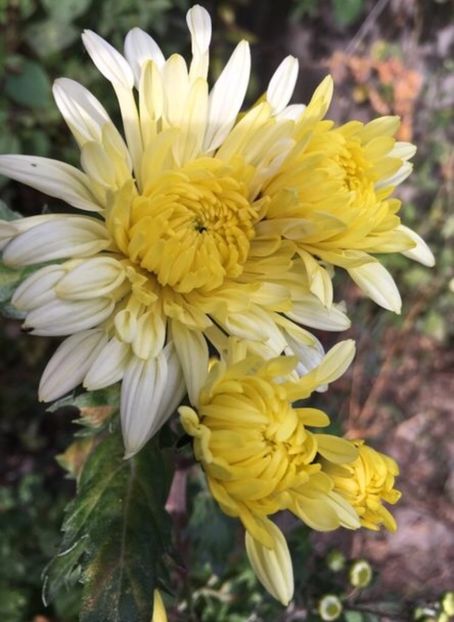 E0B0431B-DAA4-448F-AA65-B9A642C18314 - Crizanteme 2018