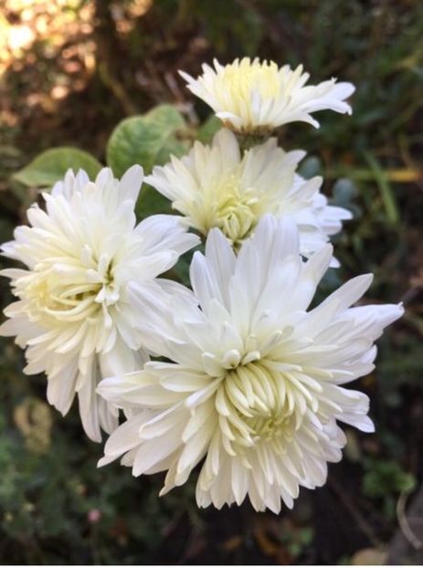 67CD8184-C6E6-4503-890A-01BB8C98DA84 - Crizanteme 2018