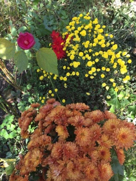 51CBB900-ECE1-40BF-A960-B32F25B82CAA - Crizanteme 2018