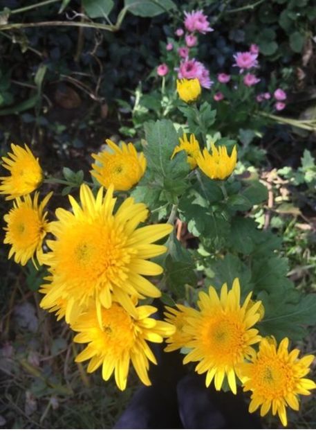 A2C78D3C-190F-4815-A989-4BD74B61B8DD - Crizanteme 2018