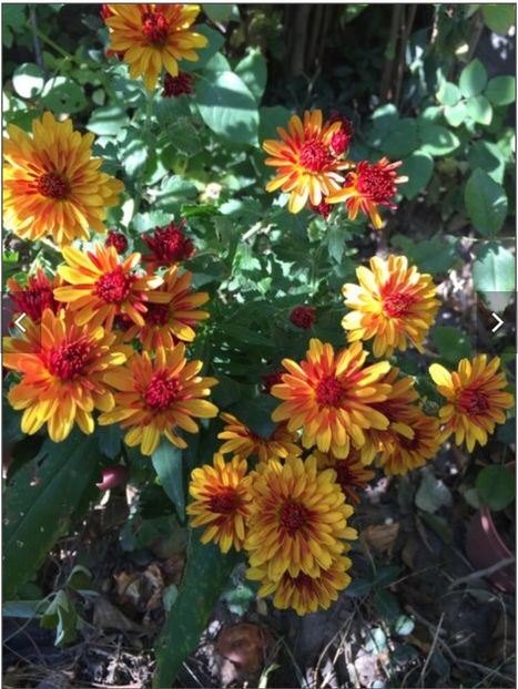 3303EC6A-FA9B-4FEC-8310-96C5EA30ACF0 - Crizanteme 2018