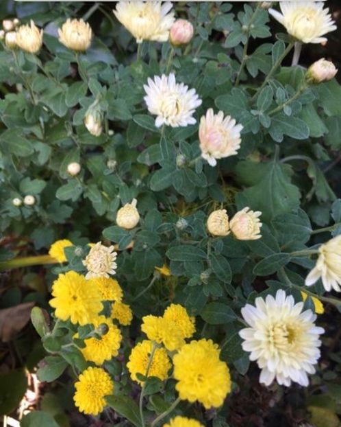 D1C9E387-5C25-4AC7-9F2E-ED2F44019971 - Crizanteme 2018