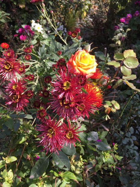 5045560F-E30C-4CD8-BECB-F04840FB4C8A - Crizanteme 2018