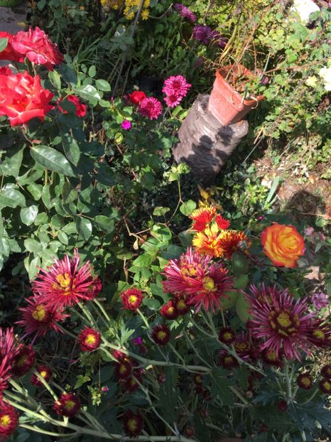 3E1CC27F-0FBD-48FF-A817-017F2C80B4D6 - Crizanteme 2018