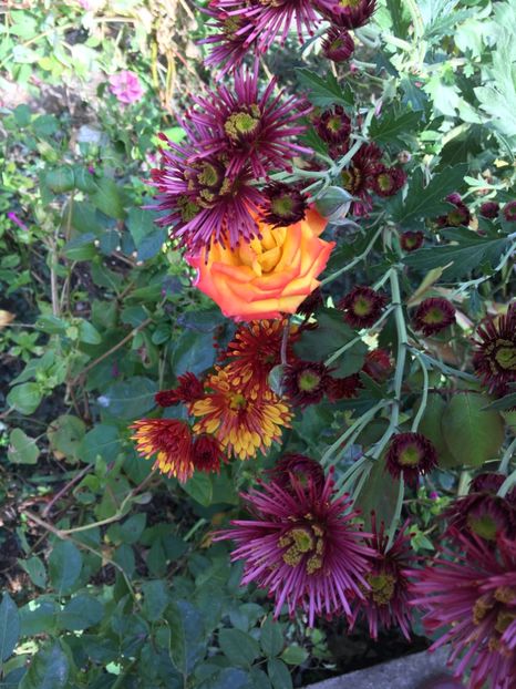 16284C37-5202-45C9-A427-5088F628394F - Crizanteme 2018