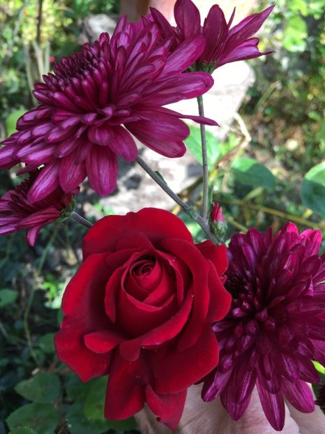 5D74A63A-C88E-4E0B-ADAF-2D7E0A24B574 - Crizanteme 2018