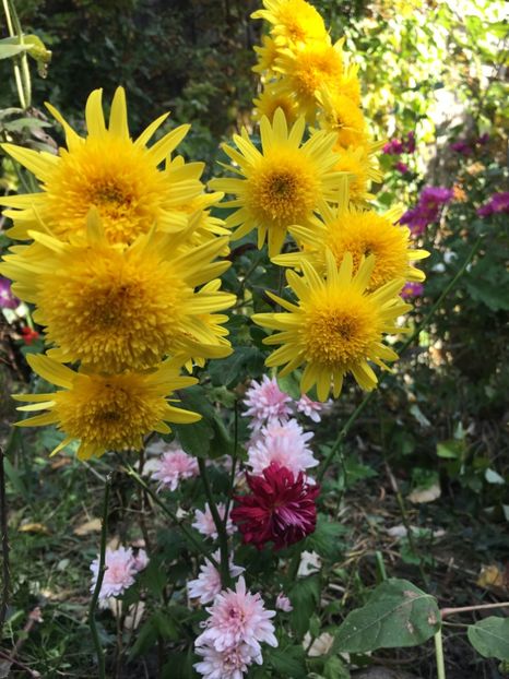 A268814D-4096-4C03-B0FE-E778AAE73A06 - Crizanteme 2018