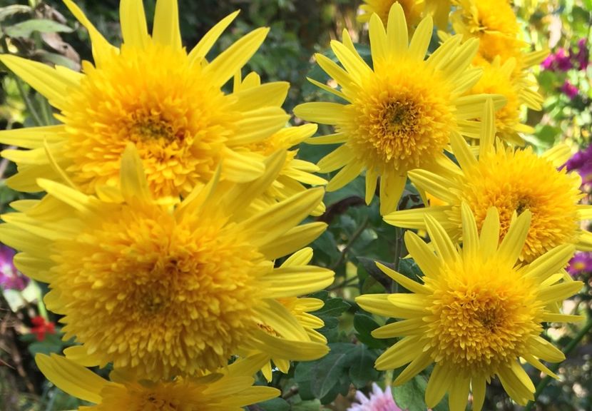 62CD2A60-FB4D-457D-AFCD-85728844097C - Crizanteme 2018