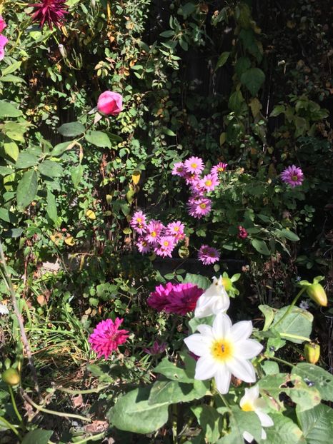 46CFE310-39E5-4548-A69D-1A635E03B9B7 - Crizanteme 2018