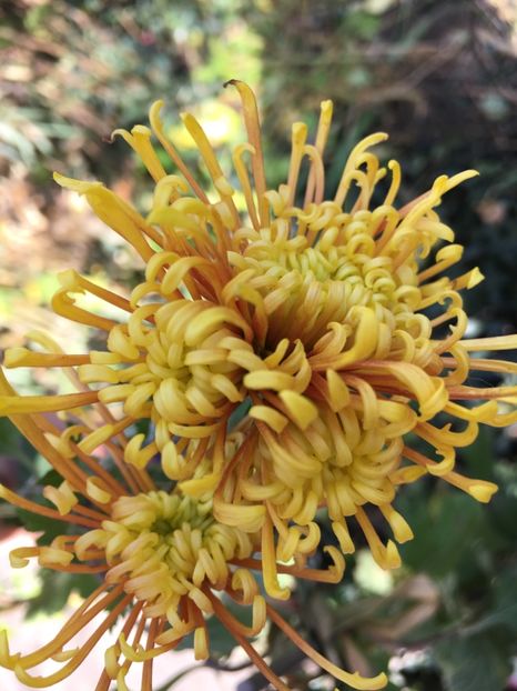 4CC6CA90-E048-4340-8C95-3A0B31719220 - Crizanteme 2018