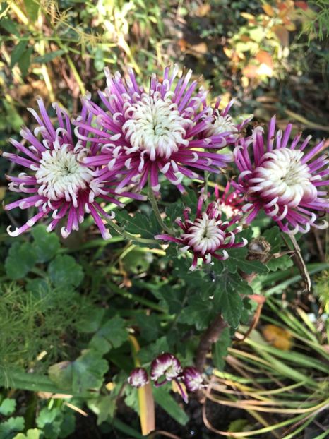 F76C5839-BAB2-4C57-8C19-88BBEC3C5196 - Crizanteme 2018