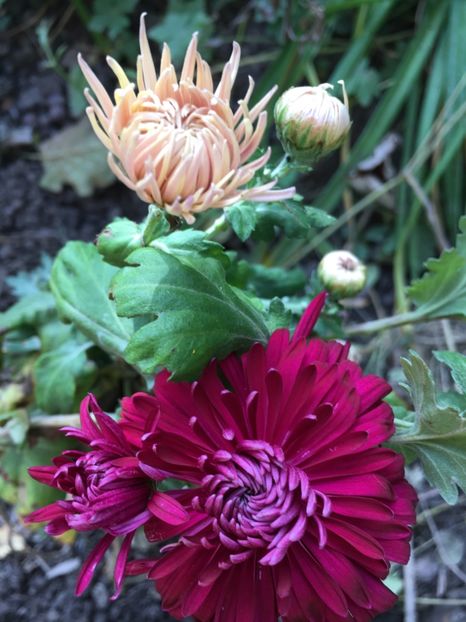 AC0CDCC1-C353-41D9-BF51-422E5711EAF4 - Crizanteme 2018