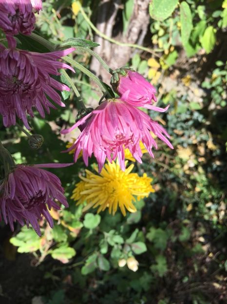 3E8AD9CB-54F9-4F12-8B85-00972B8F80A9 - Crizanteme 2018