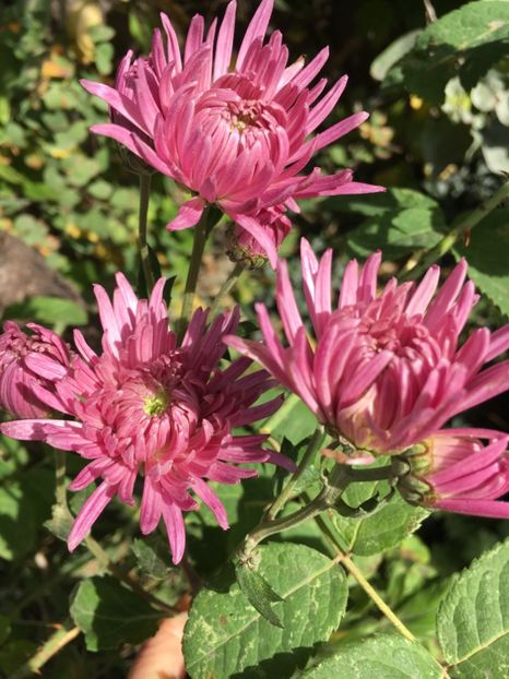 B4B56314-B1FB-47D0-BFBC-A52E4A49CEFE - Crizanteme 2018