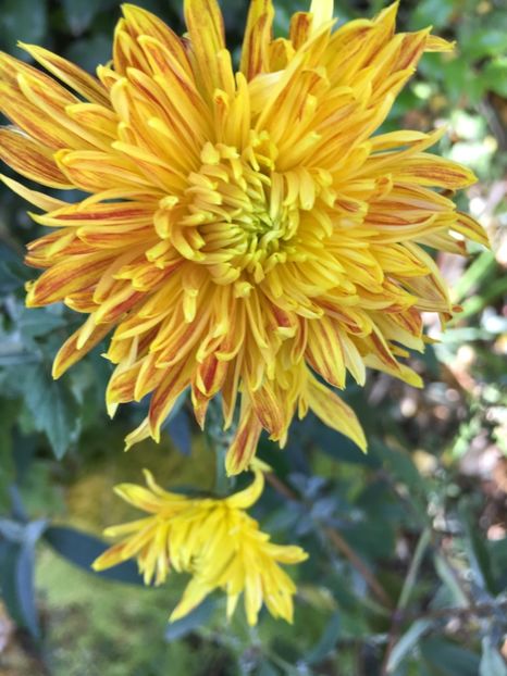 895B20A7-AC6F-4565-A4F1-DABDC624D894 - Crizanteme 2018