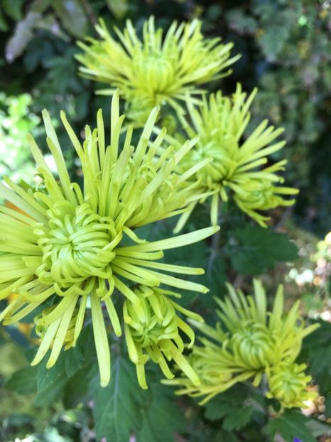 E9A3AA6C-7927-4710-BEC9-4FCBB88A806C - Crizanteme 2018