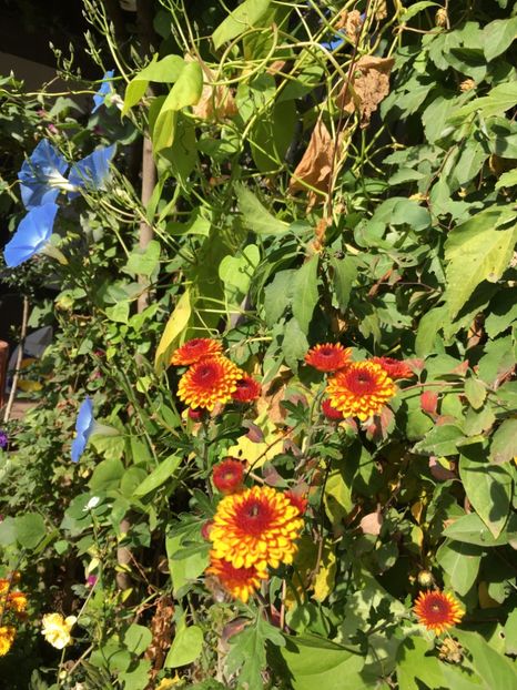 6901F656-C73D-44E5-BDBA-6B3C41FF6A41 - Crizanteme 2018