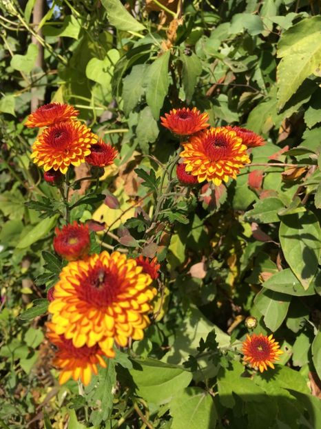 7D1A9C15-9F57-4A65-A3A7-2D62EACFEC67 - Crizanteme 2018