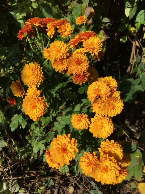 04D288E4-5A55-41D7-BAE1-F2B9E1CC9F96 - Crizanteme 2018